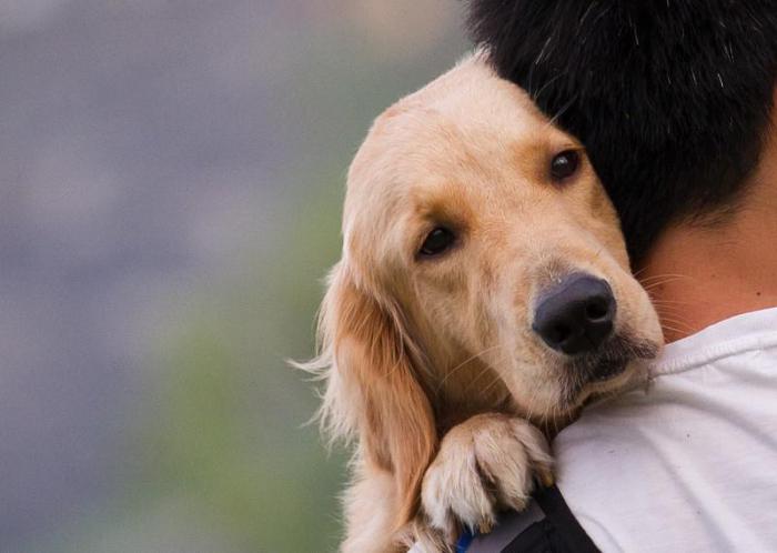 „ძალიან, ძალიან ვწუხვარ“ - ეკლესიის საკურთხეველთან კაცმა საკუთარი ძაღლი მიაბა და აი, ეს წერილი დატოვა (ინგლისი)