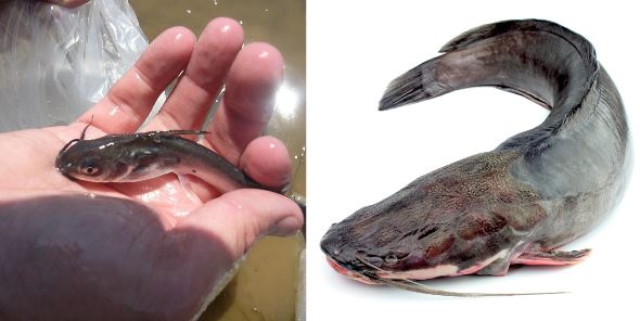 როგორ ამრავლებენ კახეთში აფრიკულ ლოქოს ხელოვნური განაყოფიერებით – ნახეთ საოცარი კადრები