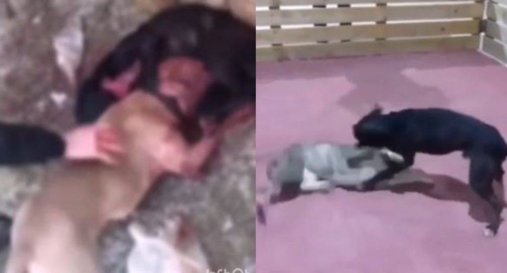 Video: ნარკოტიკებით გაბრუებულ ძაღლებს აჩხუბებდნენ და გამარჯვებულს დამარცხებულის ხორცს აჭმევდნენ (აზერბაიჯანი)