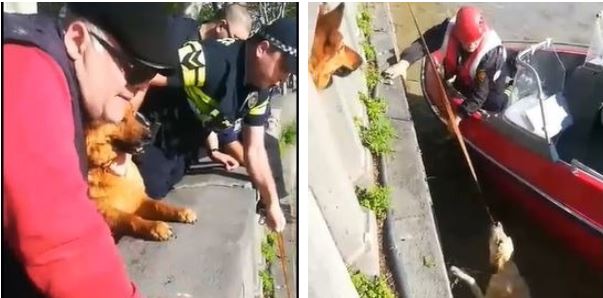 ამაღელვებელი ვიდეო - ძაღლი მტკვარში იხრჩობოდა, ნაპირთან მას სხვა ძაღლები გულშემატკივრობდნენ