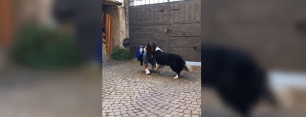 ძაღლის შეხვედრა პატრონთან 56-დღიანი განშორების შემდეგ – ემოციური ვიდეო