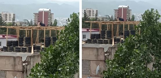 თემქაზე ქალი სახურავზე მოწყობილ ხის კონსტრუქციაზე აძვრა და ვეღარ ჩამოდის - რას აკეთებს იქ?