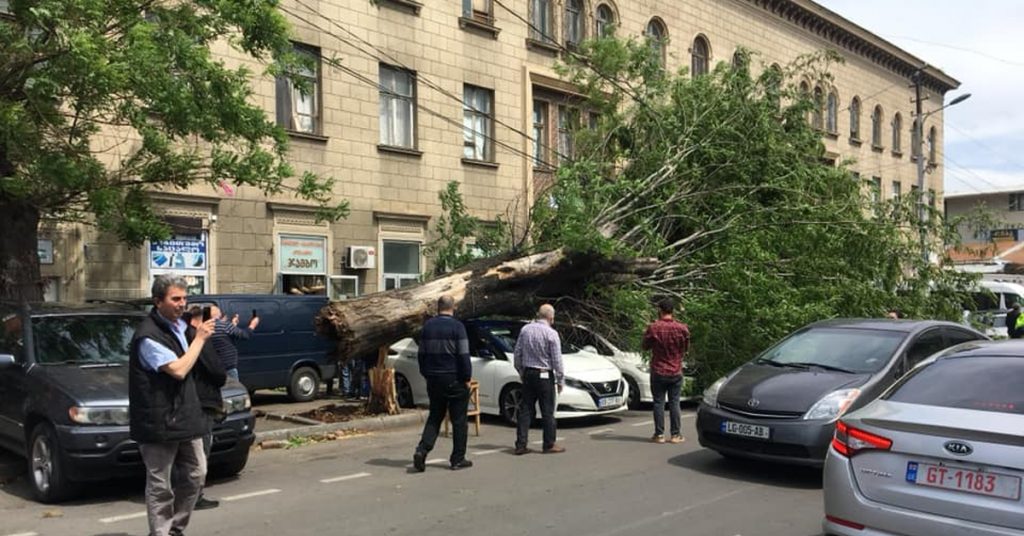 თბილისში ძლიერი ქარის შედეგად ხე წაიქცა და ავტომობილები დააზიანა