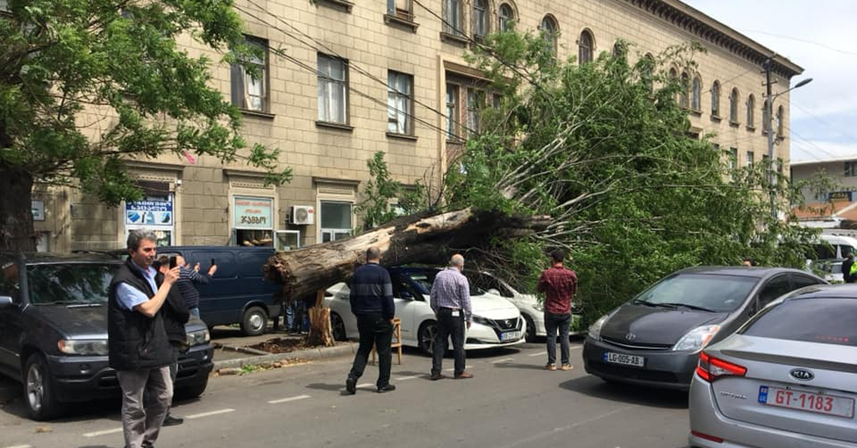 თბილისში ძლიერი ქარის შედეგად ხე წაიქცა და ავტომობილები დააზიანა