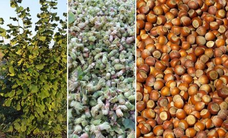 რამდენ ლარამდე შემოსავალს ელოდება წელს ქართული თხილის ბიზნესი