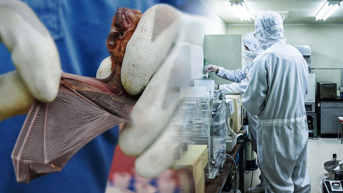 COVID-19-მა მუტაცია ნაკლებად განიცადა! – რას ნიშნავს ეს და რატომ არის სკანდალური უახლესი კვლევა