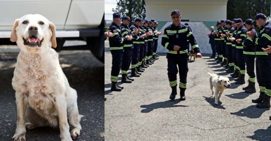 მაშველი ძაღლები პენსიაზე გავიდნენ - ისინი დღეს სამსახურიდან გააცილეს (ვიდეო-ფოტოები)