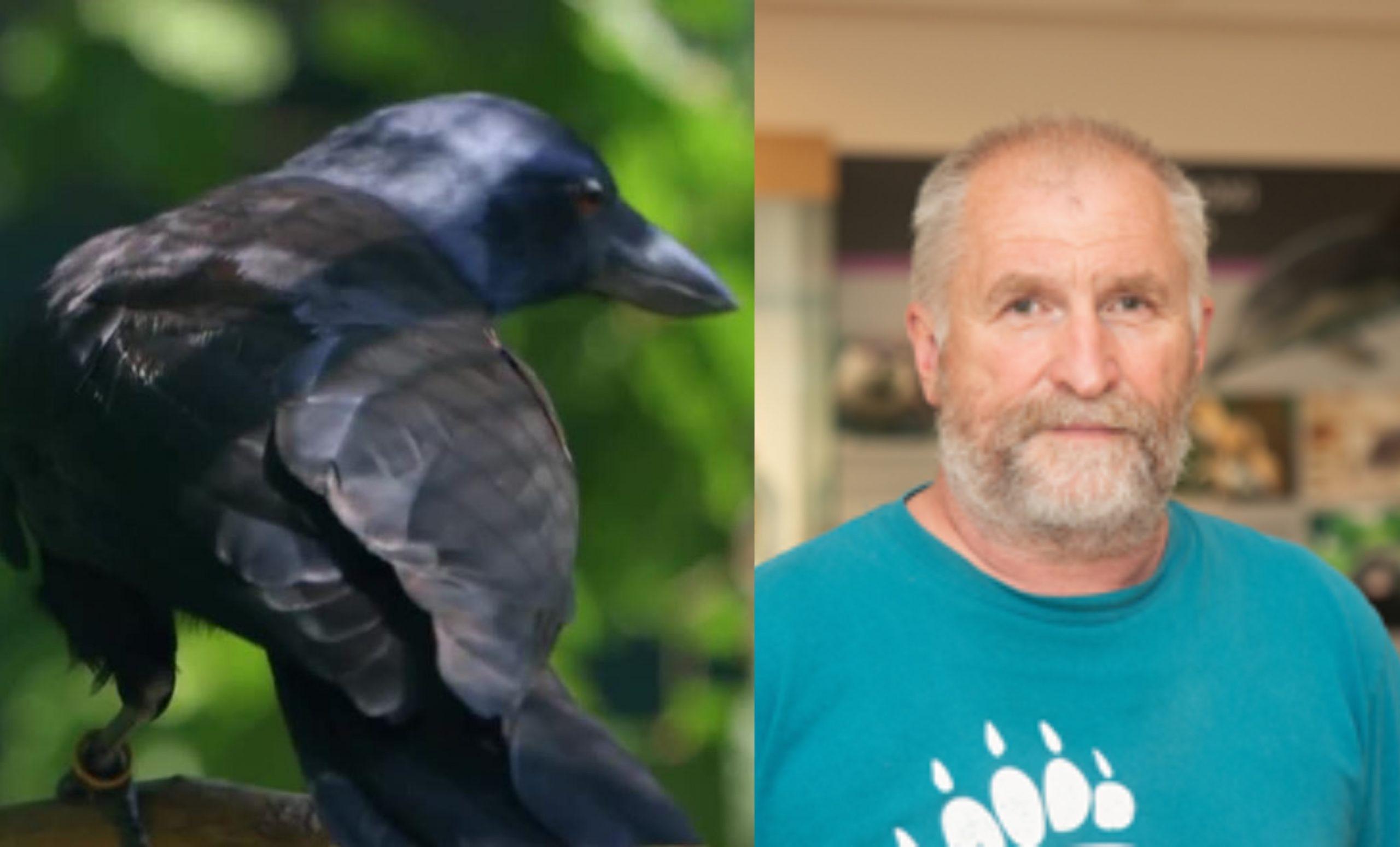 უნდა მოვერიდოთ… სახეზე ხელი ავიფაროთ! – ყვავებმა ზურაბ გურიელიძესაც ცემეს