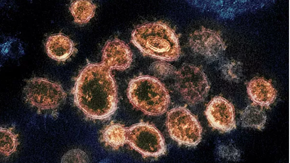 როდის წარმოიქმნება ორგანიზმში კორონავირუსის მიმართ ანტისხეულები და რამდენ ხანს ძლებს იმუნიტეტი