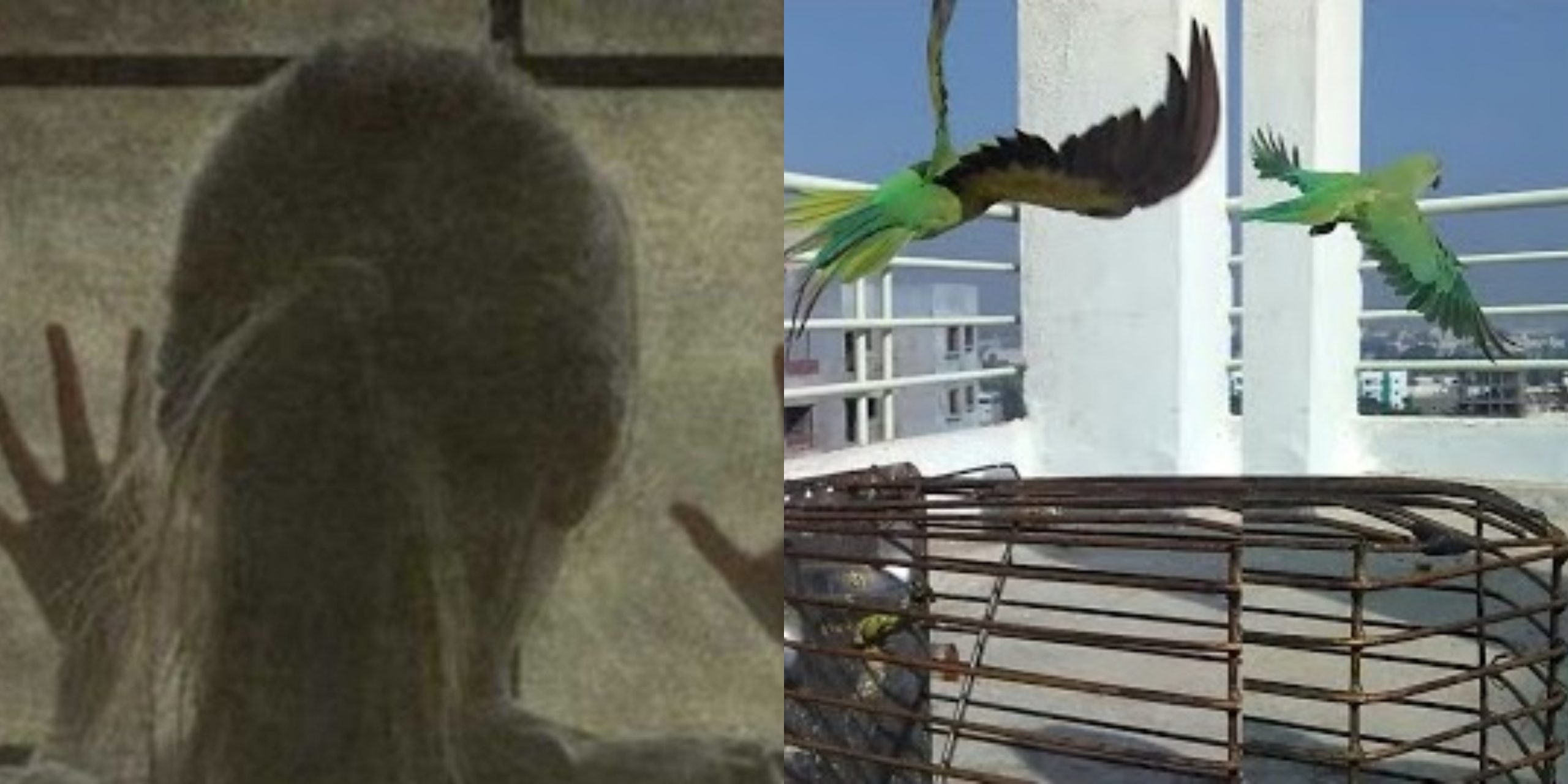 პაკისტანში 8 წლის გოგონა ოჯახმა იმიტომ მოკლა, რომ მას გალიიდან თუთიყუშები გაექცნენ