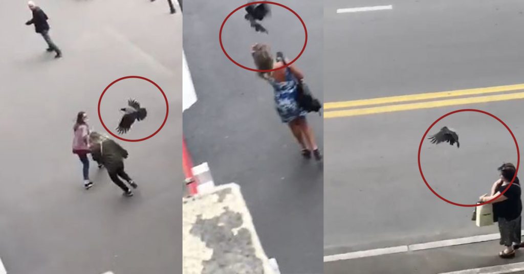 VIDEO: გავრცელდა კადრები, როგორ დაესხა ყვავი მოქალაქეებს თბილისში