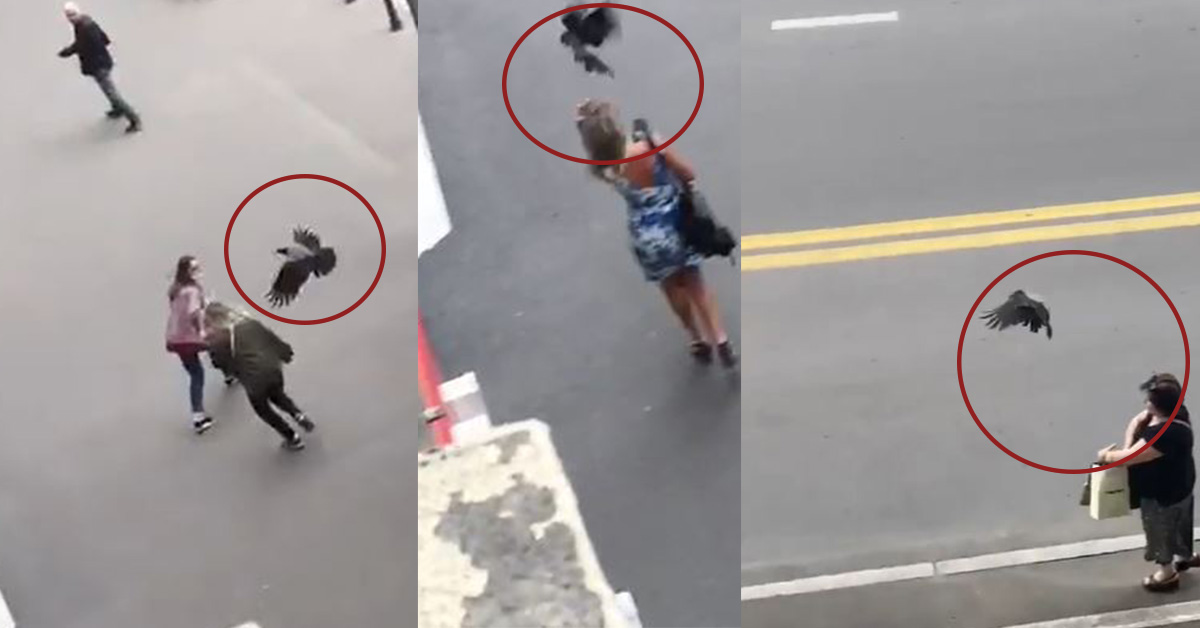 VIDEO: გავრცელდა კადრები, როგორ დაესხა ყვავი მოქალაქეებს თბილისში