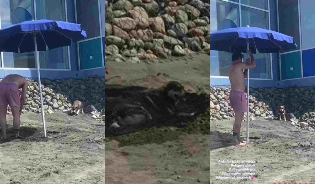 VIDEO: მიხვდა კახას ჩანაფიქრს და მადლიერი ელოდება ჩრდილიან ადგილს - რა ვიდეოს აქვეყნებს ანუკი არეშიძე