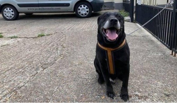 პატრონმა ლაბრადორი იმ ადგილზე მიატოვა, საიდანაც 10 წლის წინ წაიყვანა და თან ემოციური წერილიც დატოვა