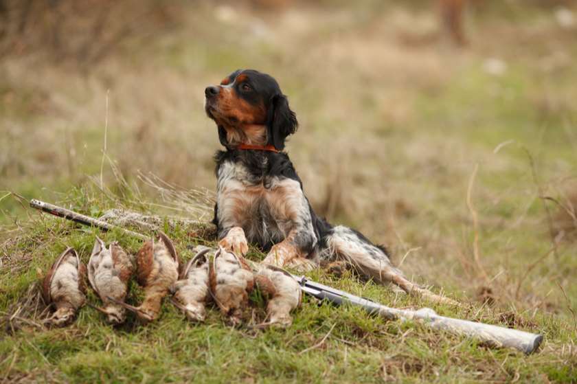 გადამფრენ ფრინველებზე ნადირობის სეზონი 22 აგვისტოს გაიხსნება