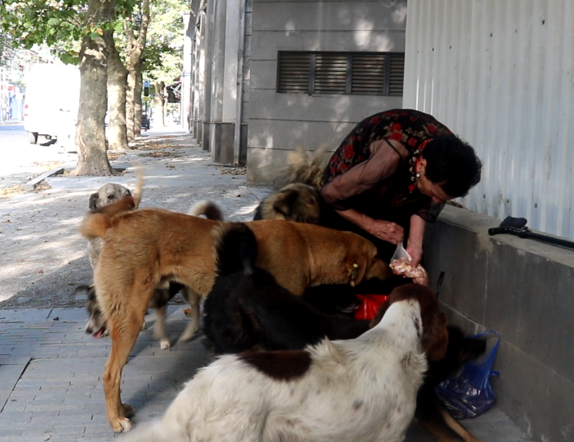 82 წლის ბებო, რომელიც ძაღლებს საკუთარი პენსიით აპურებს