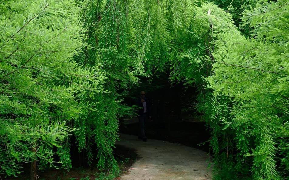 რა ხდება ამ გზის მიღმა – უნიკალური კადრები დენდროლოგიური პარკიდან, რომელიც დღეს იხსნება