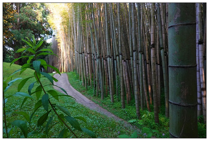 მიყევით ამ ბილიკს - ახალი კადრები დენდროლოგიური პარკიდან, რომელსაც უფასოდ დაათვალიერებთ