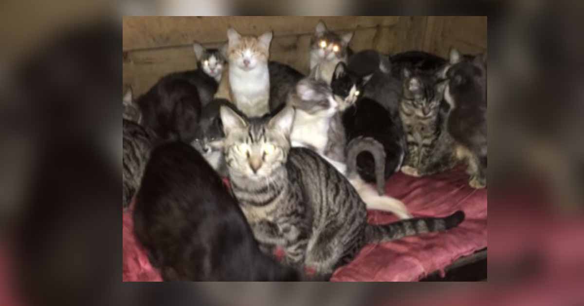 მამის დანატოვრებს ქუჩაში ხომ არ გავყრიდი – გაიცანით კაცი, რომელიც 42 კატასთან ერთად ცხოვრობს