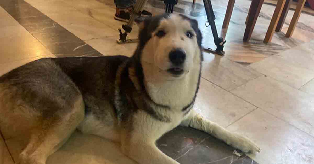 2 წლის ლაქი, რომელმაც 5 წლის ბავშვი გიურზასგან გადაარჩინა, თავს კარგად გრძნობს (ფოტოები)