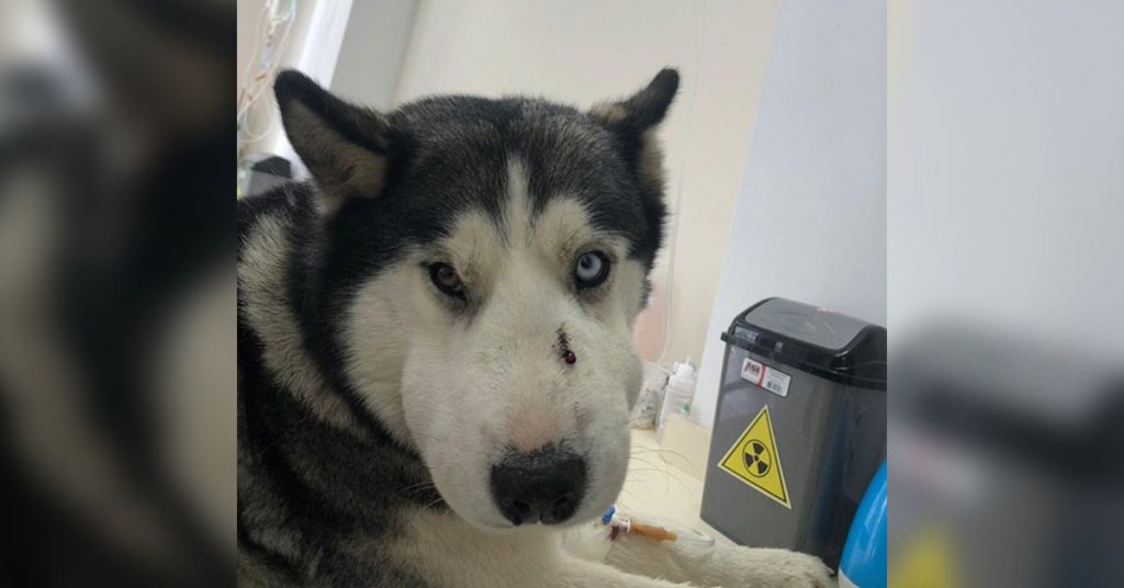 „დღის გმირი“ - ტაბახმელაში ძაღლმა ბავშვი გიურზასგან გადაარჩინა