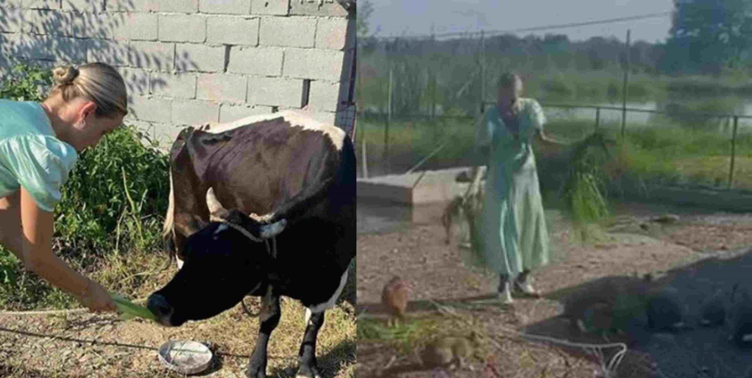 ანუკი არეშიძე უჩვეულო ამპლუაში – დიზაინერი ფერმაში ცხოველებსა და ფრინველებს უვლის – ვიდეო 