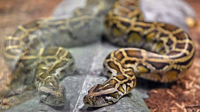 სად იმყოფება ამჯერად პითონი, რომელიც გუშინ მეპატრონეს გაექცა  - დაუჯერებელი ისტორიის ახალი დეტალები