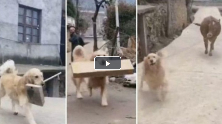 VIDEO: ძაღლს სეირნობის შემდეგ სახლში სხვისი ნივთები მოაქვს