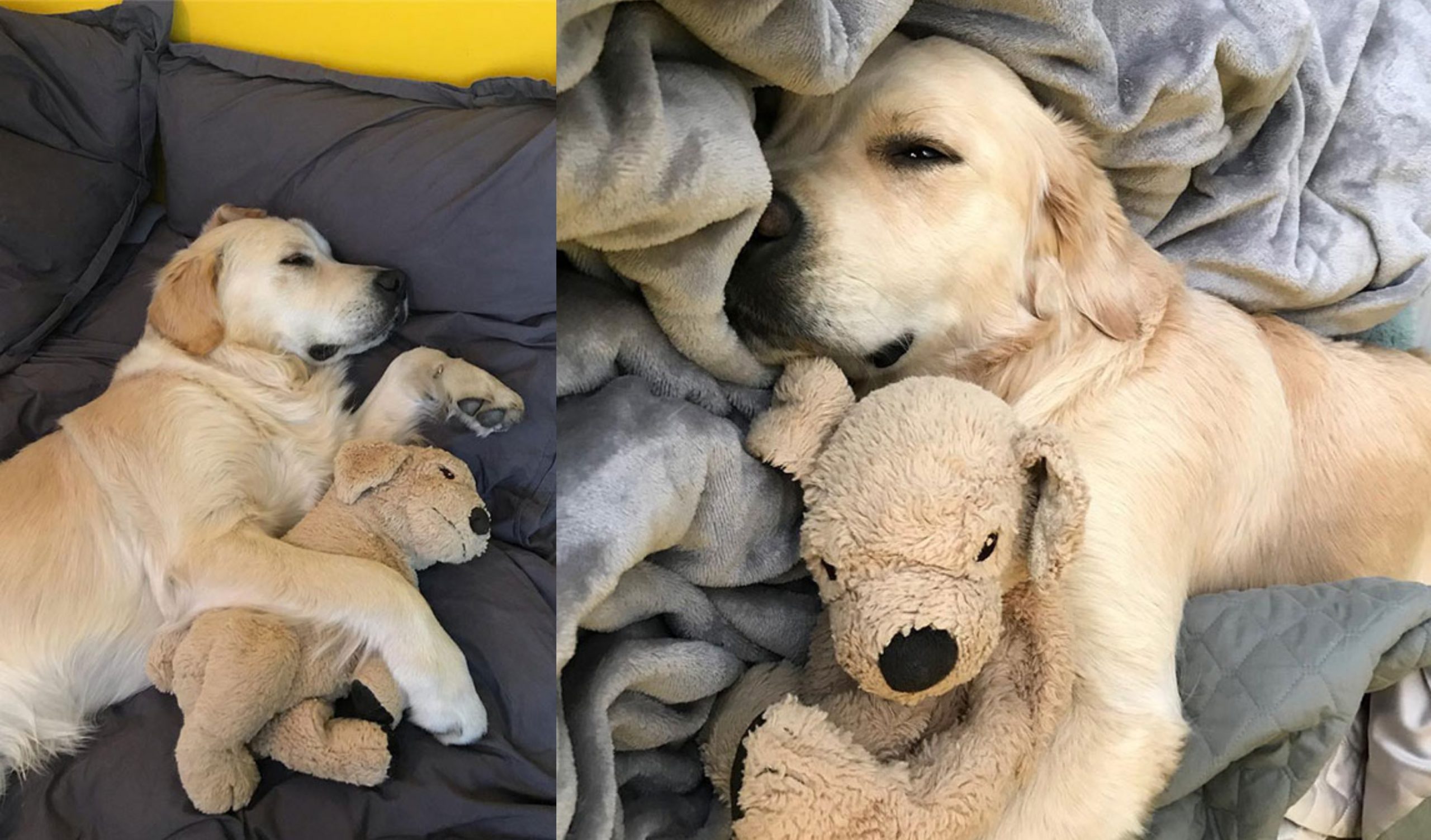 გაიცანით ძაღლი, რომელიც თავის ფუმფულა სათამაშოს გვერდიდან არ იშორებს