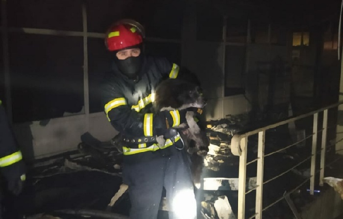 მუხიანში სავაჭრო ცენტრ “ჩემპიონში” ხანძრის დროს მაშველებმა ლეკვი იპოვეს და გადაარჩინეს