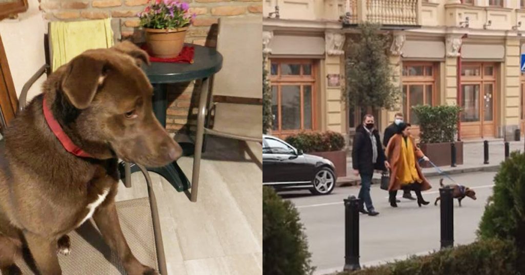 „პრეზიდენტი როცა სადმე მიდის, ბავშვივით გააყოლებს ხოლმე თვალს, მერე უცებ იწყენს“ - სალომე ზურაბიშვილის და „გომბორას“ გულის ამაჩუყებელი ისტორია