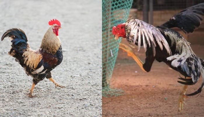 უჩვეულო ფაქტი ინდოეთში – მამალმა შემთხვევით მეპატრონე მოკლა