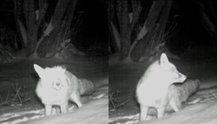 VIDEO: „მოუსვენარი მელა“ ყაზბეგის ეროვნული პარკიდან