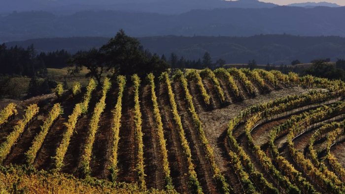 უფასო საცხოვრებელი და 10 000 აშშ დოლარი თვეში – ვაკანსიაზე განაცხადის მიღება ივნისის ბოლომდე გრძელდება