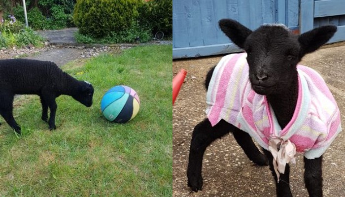 ოჯახმა ცხვარი გადაარჩინა, შემდეგ კი ფეხბურთის თამაში ასწავლა – ვიდეო 