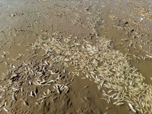 ახალქალაქის ტბაში თევზები დაიხოცა – ვრცელდება ვიდეო