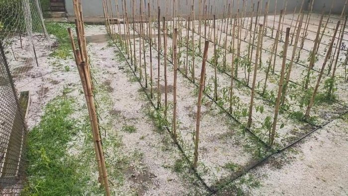 სტიქია კახეთში – ძლიერმა სეტყვამ ყვარლის მუნიციპალიტეტში ნაკვეთები დააზიანა