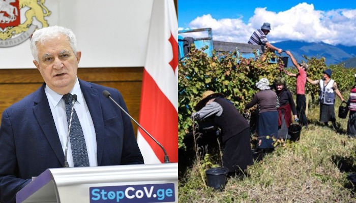 გამყრელიძე მოქალაქეებს ურჩევს რთველში ორჯერადად აცრილი პირები ჩაერთონ