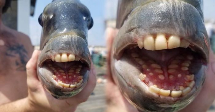 დაიჭირეს თევზი, რომელსაც „ადამიანის კბილები“ აქვს – BBC 