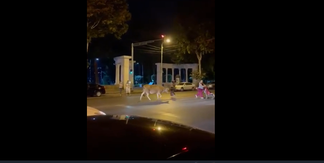 ძროხა ნახალოვკაში – ვიდეო ქსელში ვირუსულად ვრცელდება