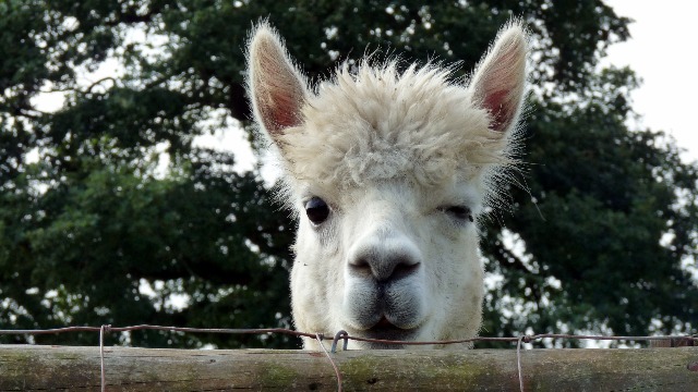 ლამასგან გამომუშავებული ნანოსხეულები, შესაძლოა, კოვიდ-19-ის სამკურნალოდ გამოიყენონ