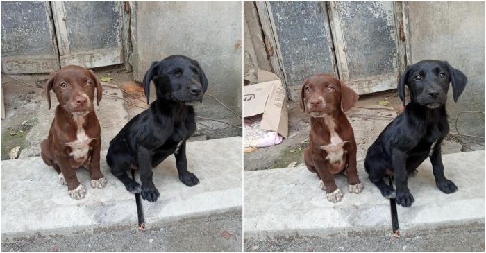 პატრონი დაკარგული ძაღლების დაბრუნებაში 200 ლარს იხდის